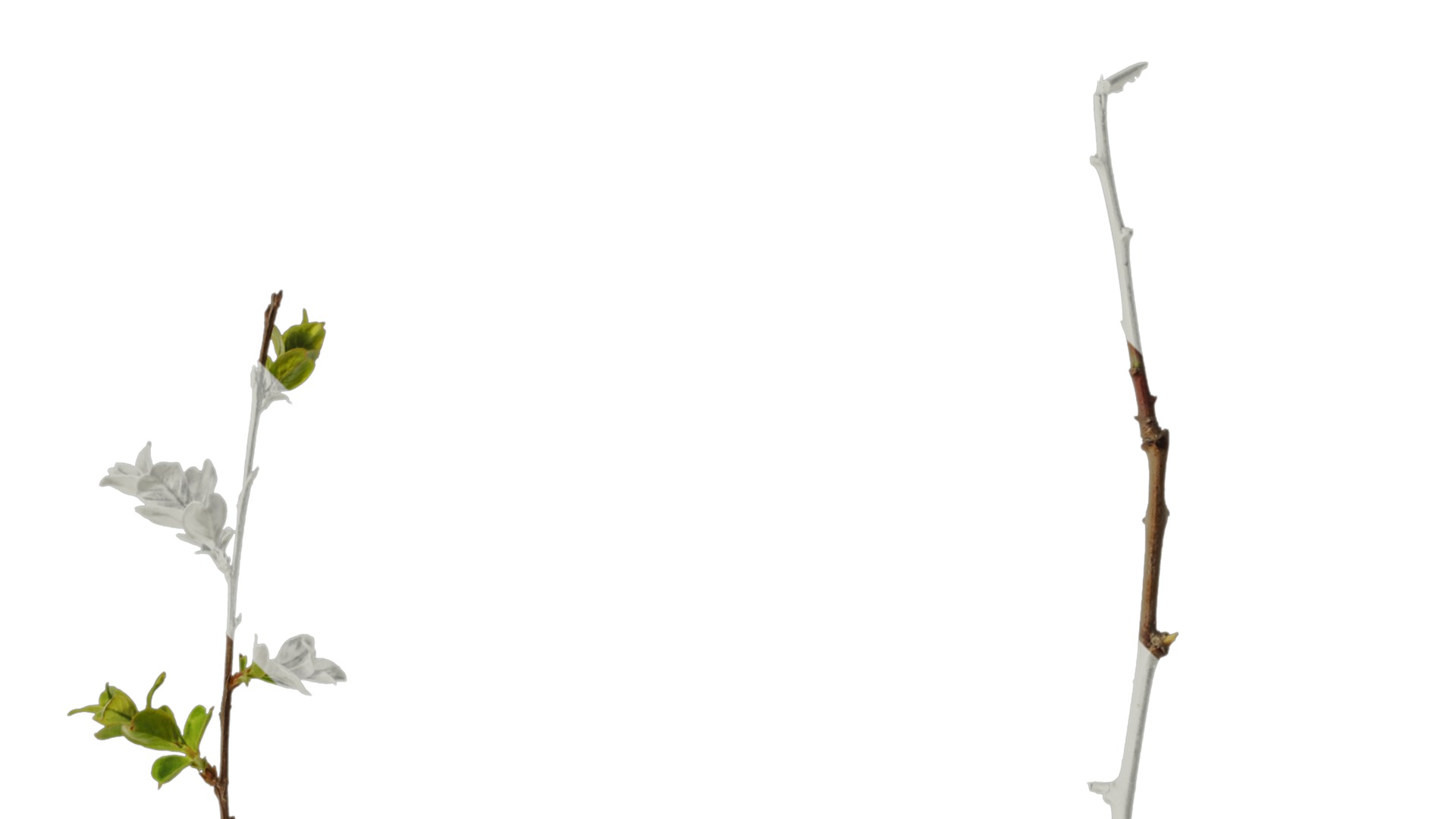 Lagerstroemia indica Low-poly 3D model_22