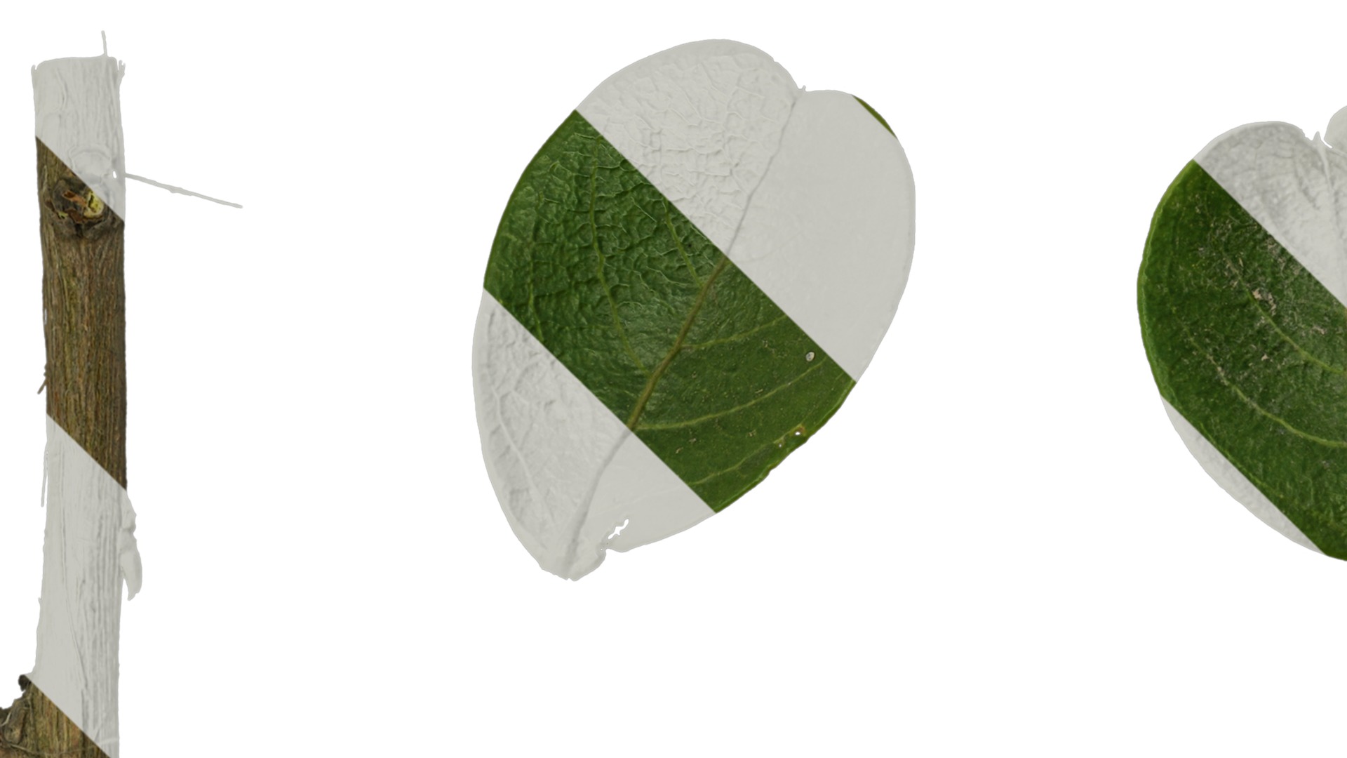 Lagerstroemia indica Low-poly 3D model_93