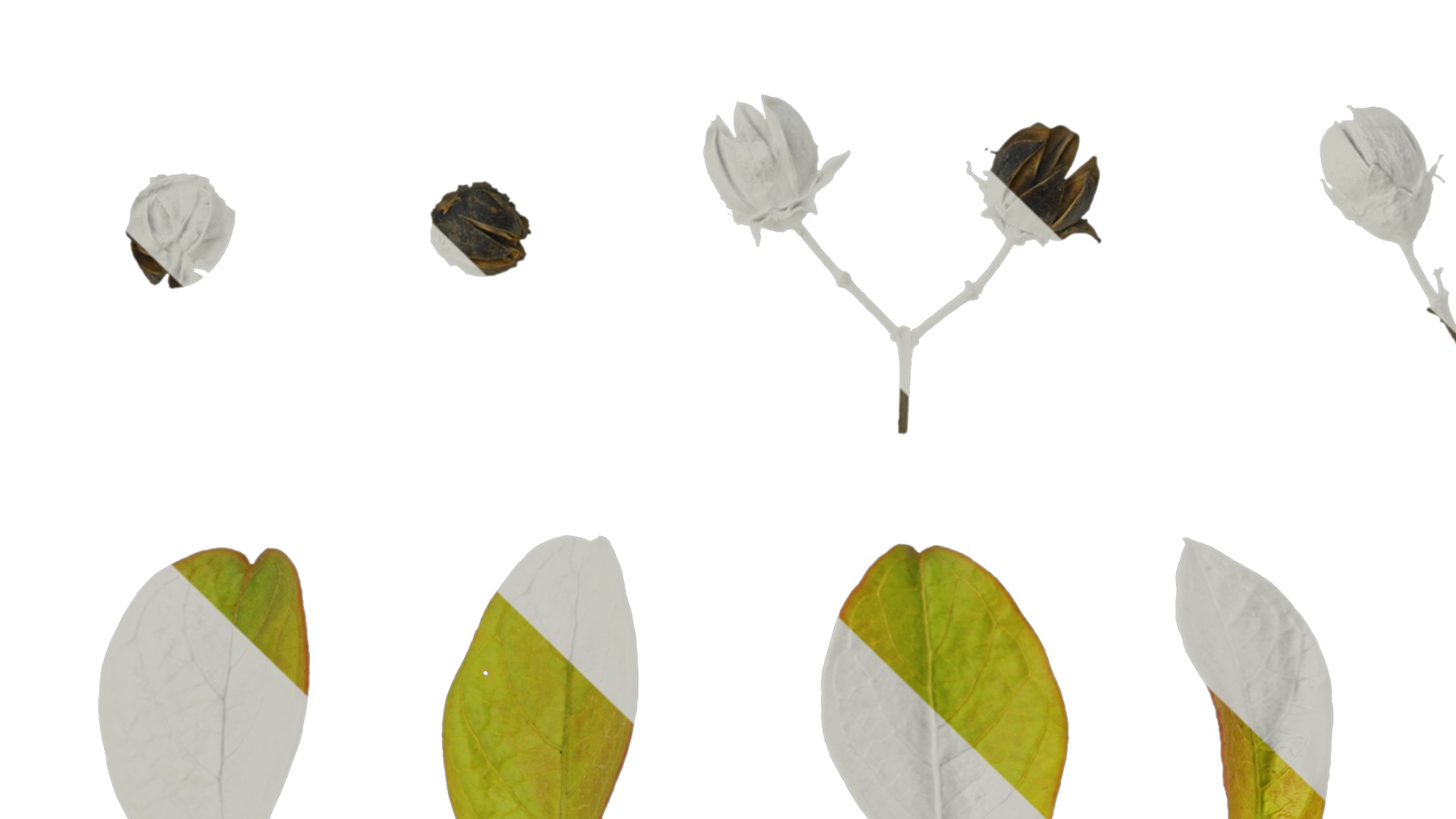 Lagerstroemia indica Low-poly 3D model_3