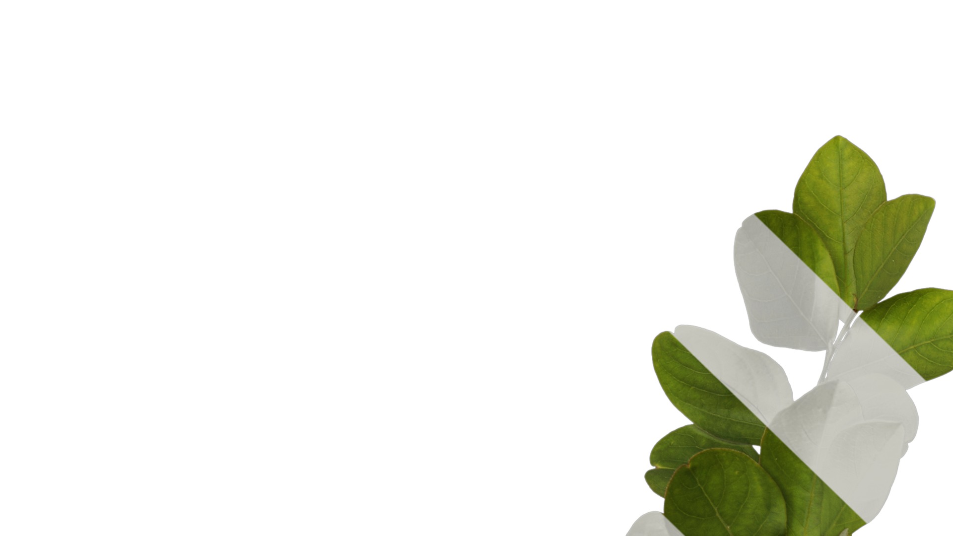 Lagerstroemia indica Low-poly 3D model_31