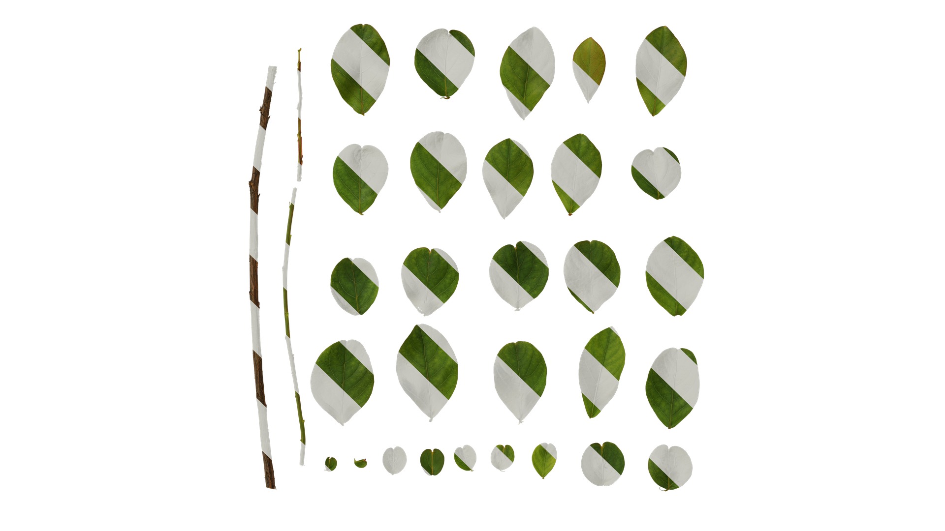 Lagerstroemia indica Low-poly 3D model_101