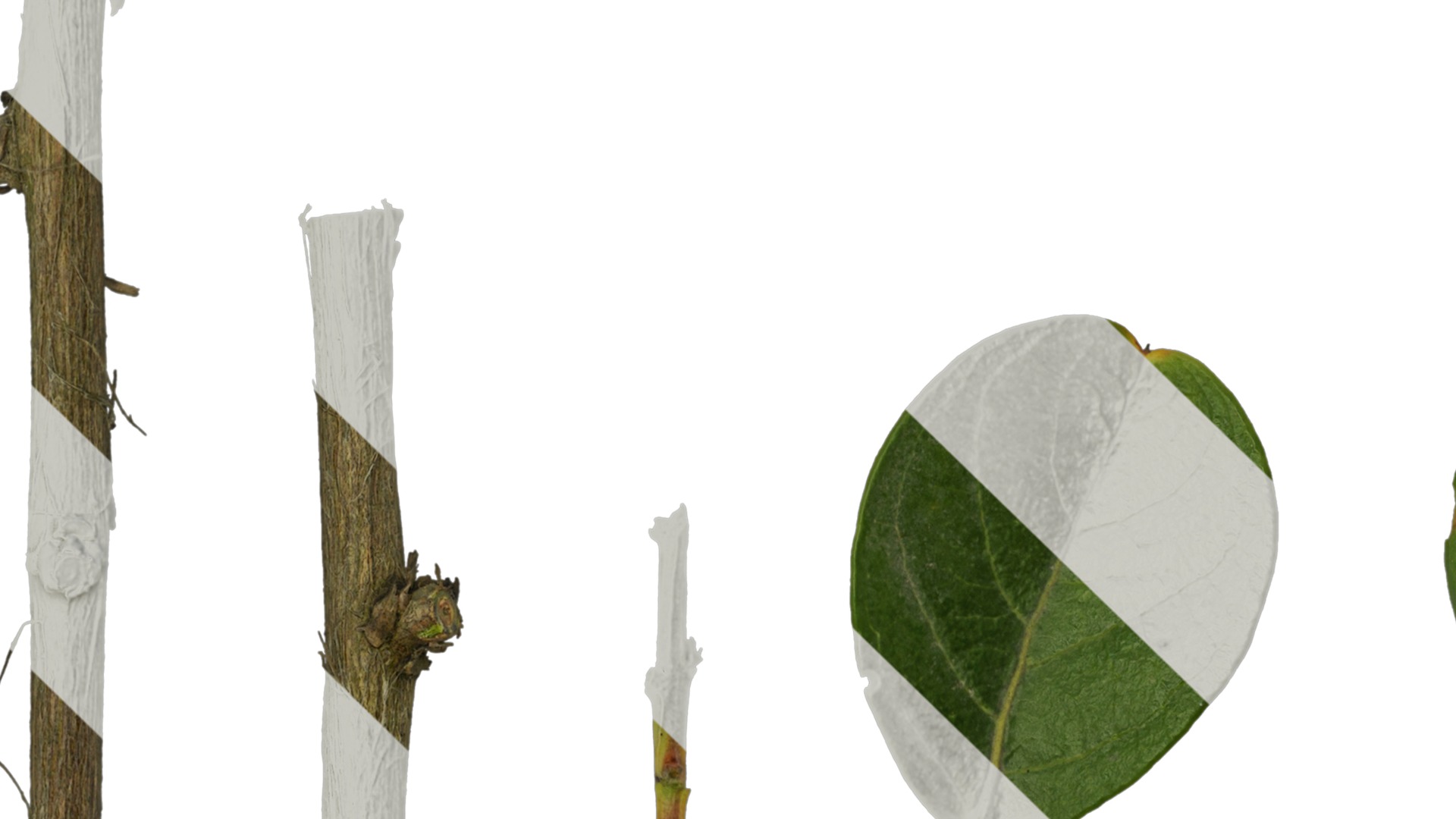 Lagerstroemia indica Low-poly 3D model_95