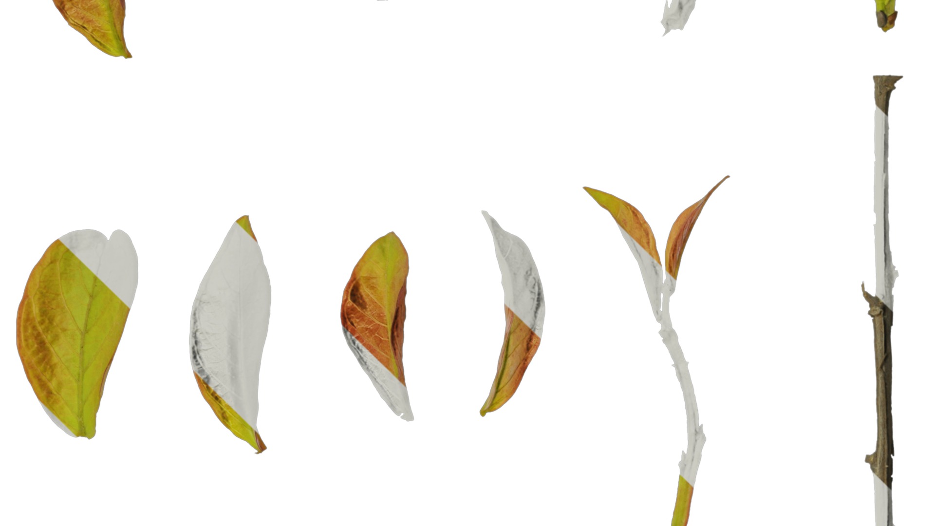 Lagerstroemia indica Low-poly 3D model_6