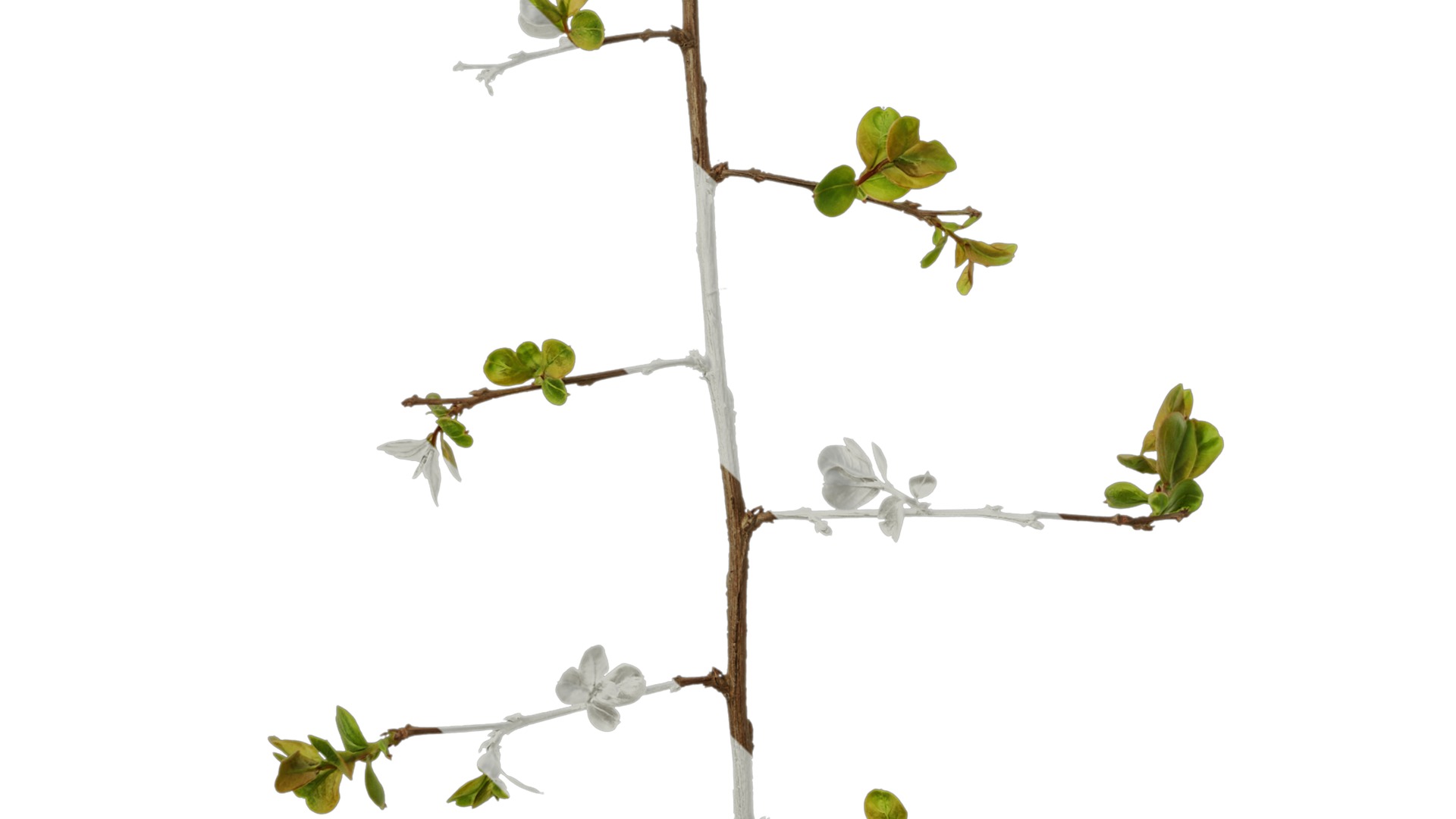 Lagerstroemia indica Low-poly 3D model_25