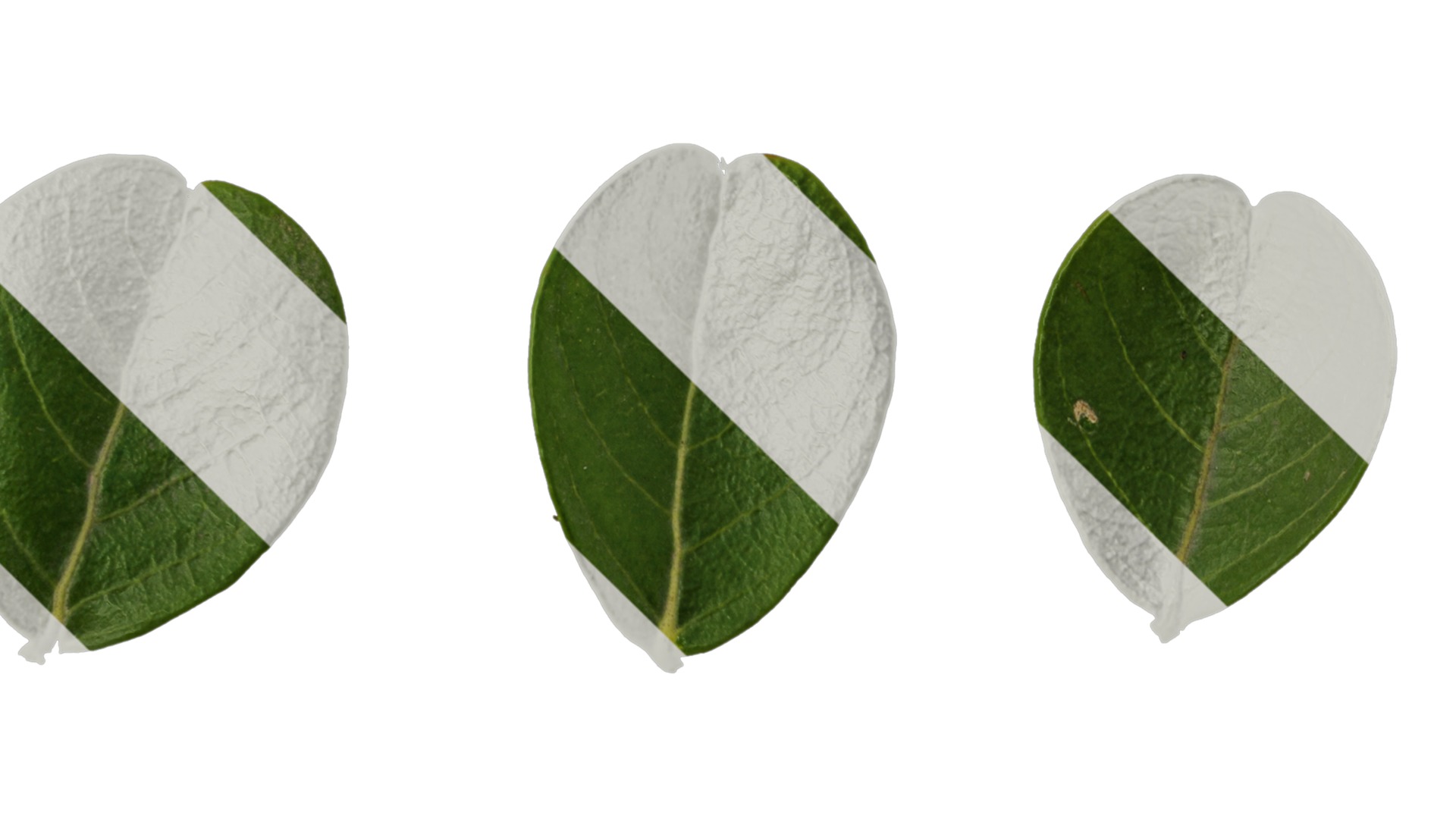 Lagerstroemia indica Low-poly 3D model_96