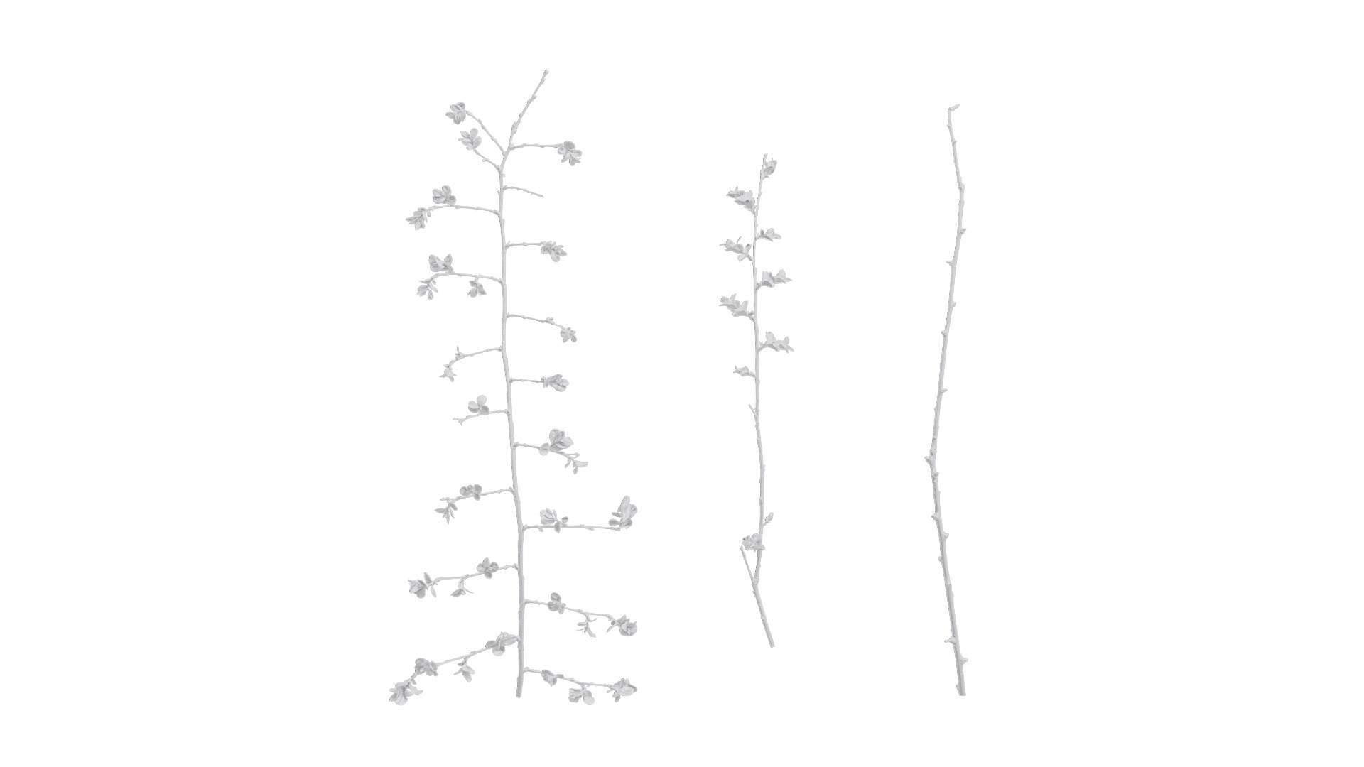 Lagerstroemia indica Low-poly 3D model_19