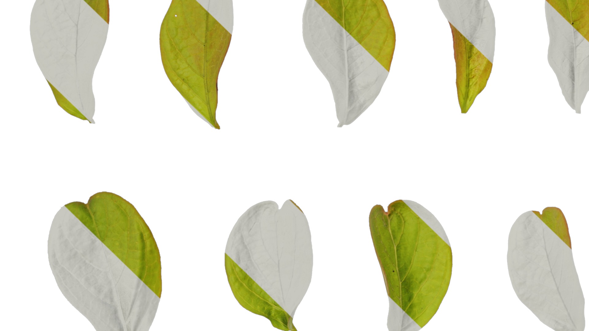 Lagerstroemia indica Low-poly 3D model_5