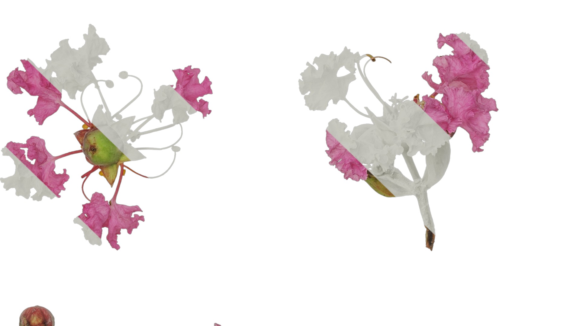 Lagerstroemia indica Low-poly 3D model_66