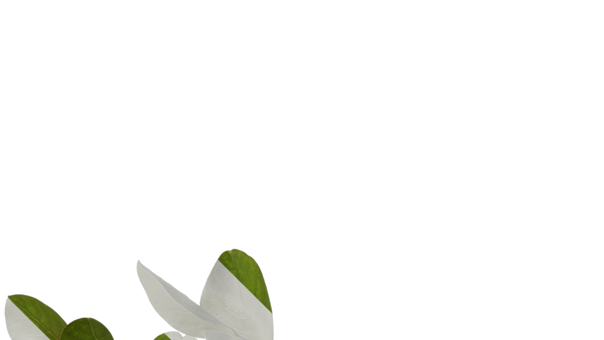 Lagerstroemia indica Low-poly 3D model_32