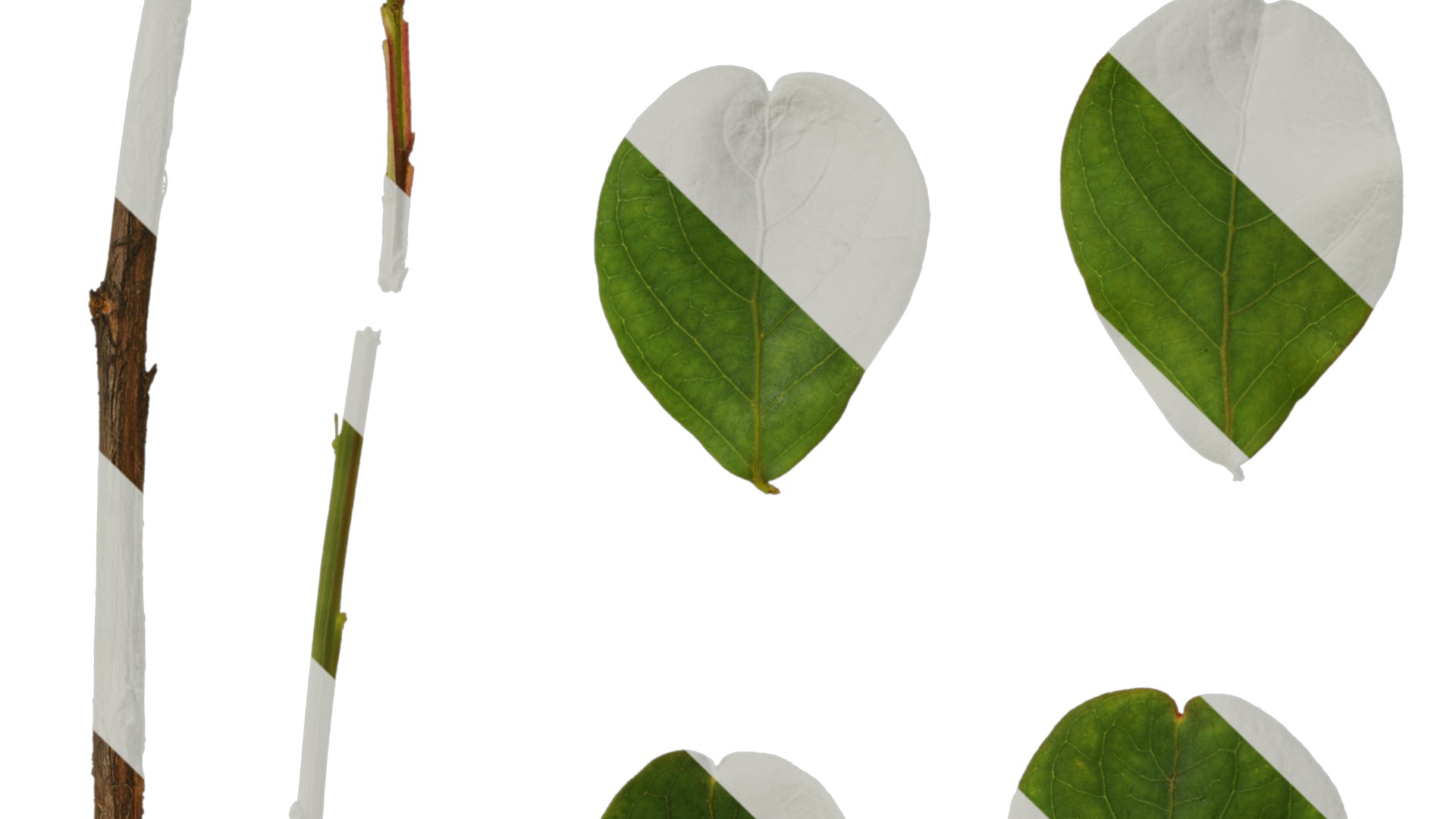 Lagerstroemia indica Low-poly 3D model_104