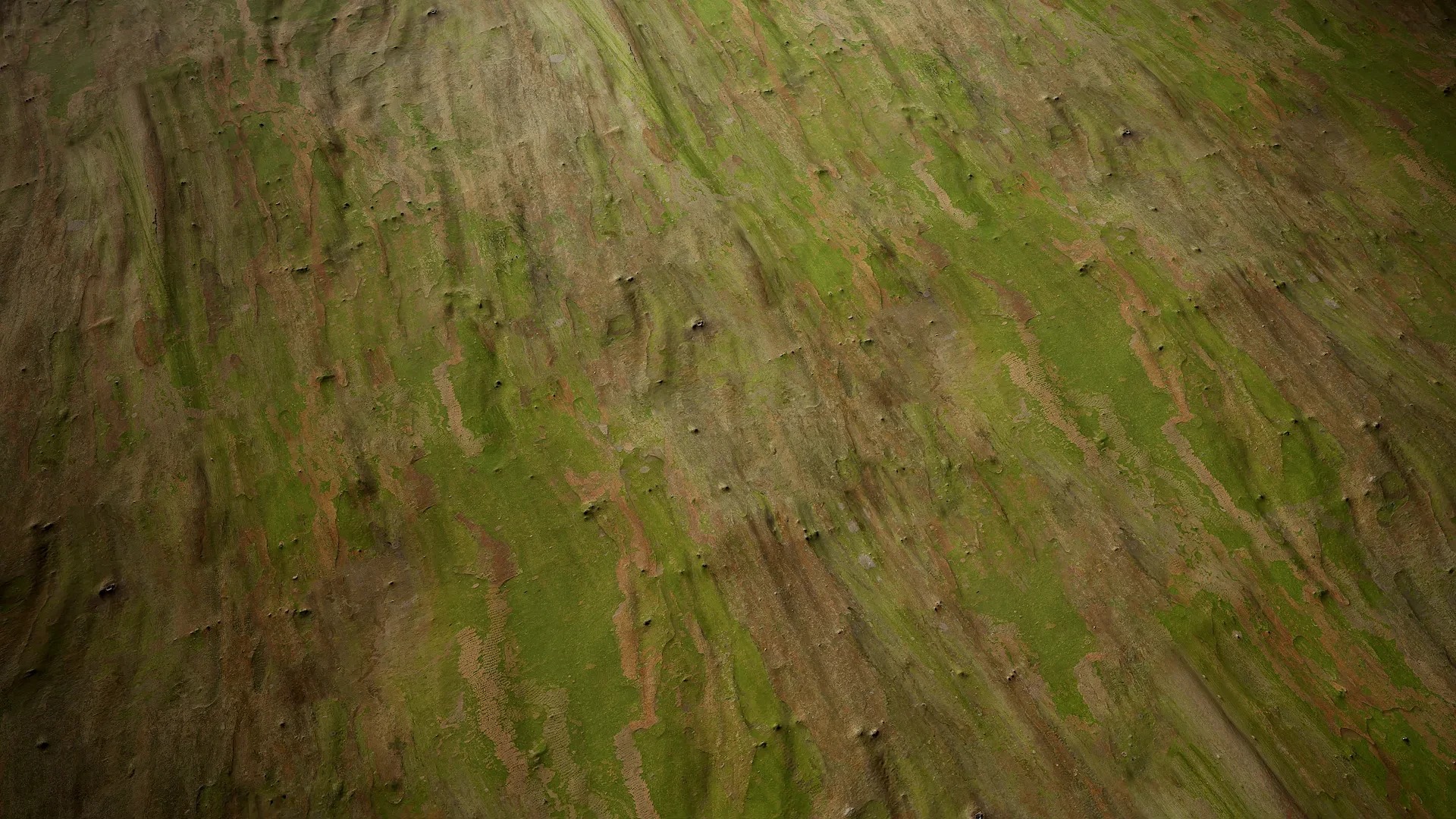 Lagerstroemia indica Low-poly 3D model_58