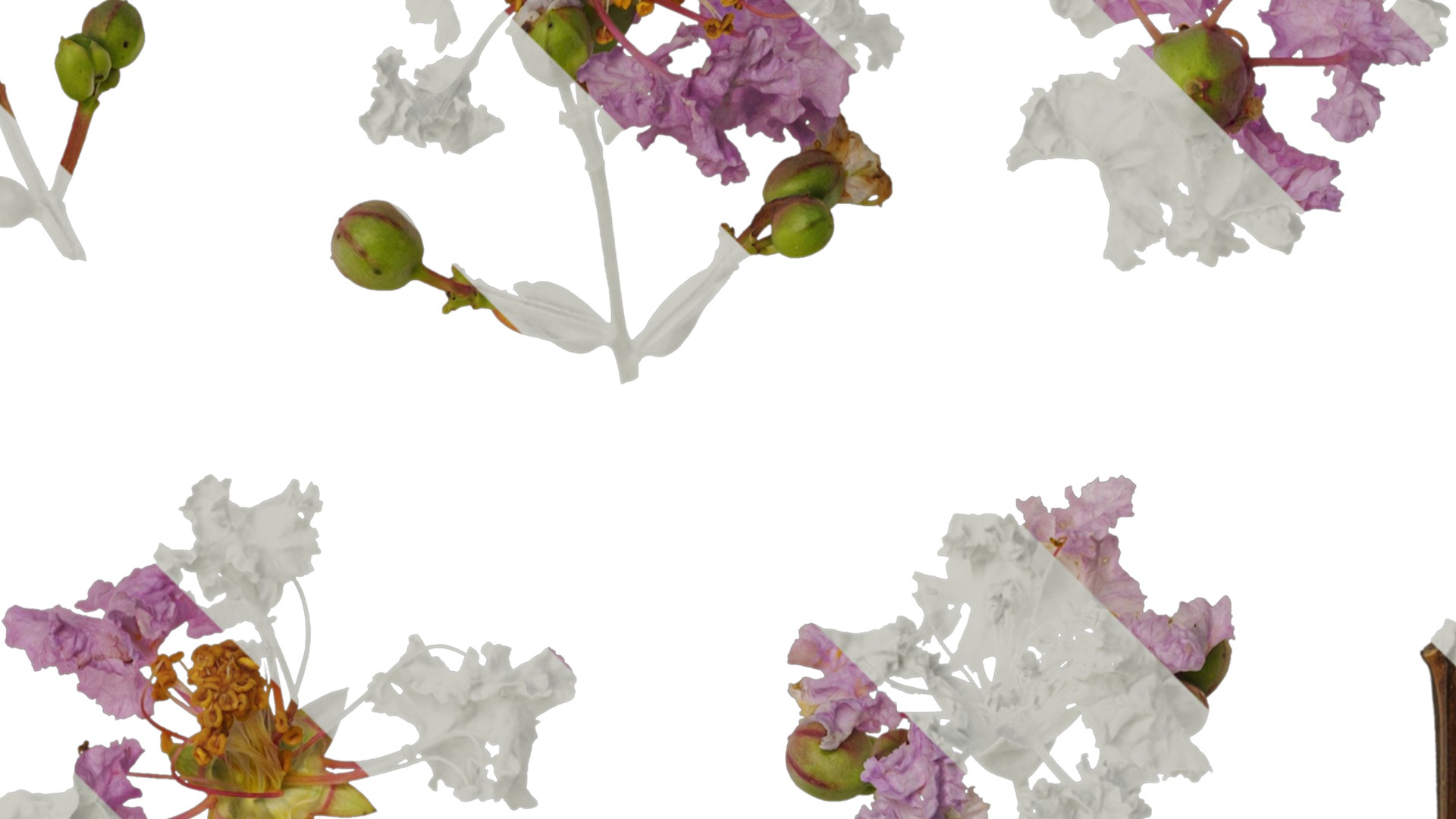 Lagerstroemia indica Low-poly 3D model_13