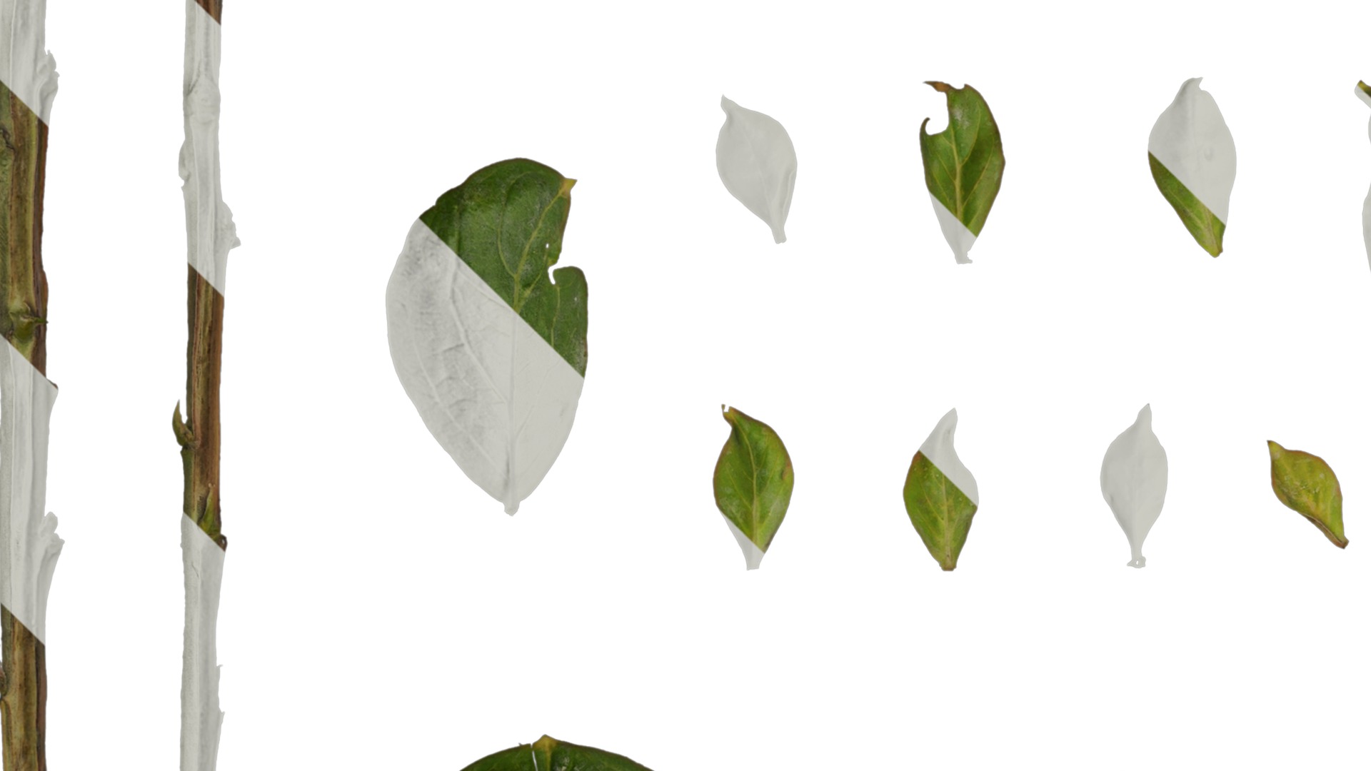 Lagerstroemia indica Low-poly 3D model_86