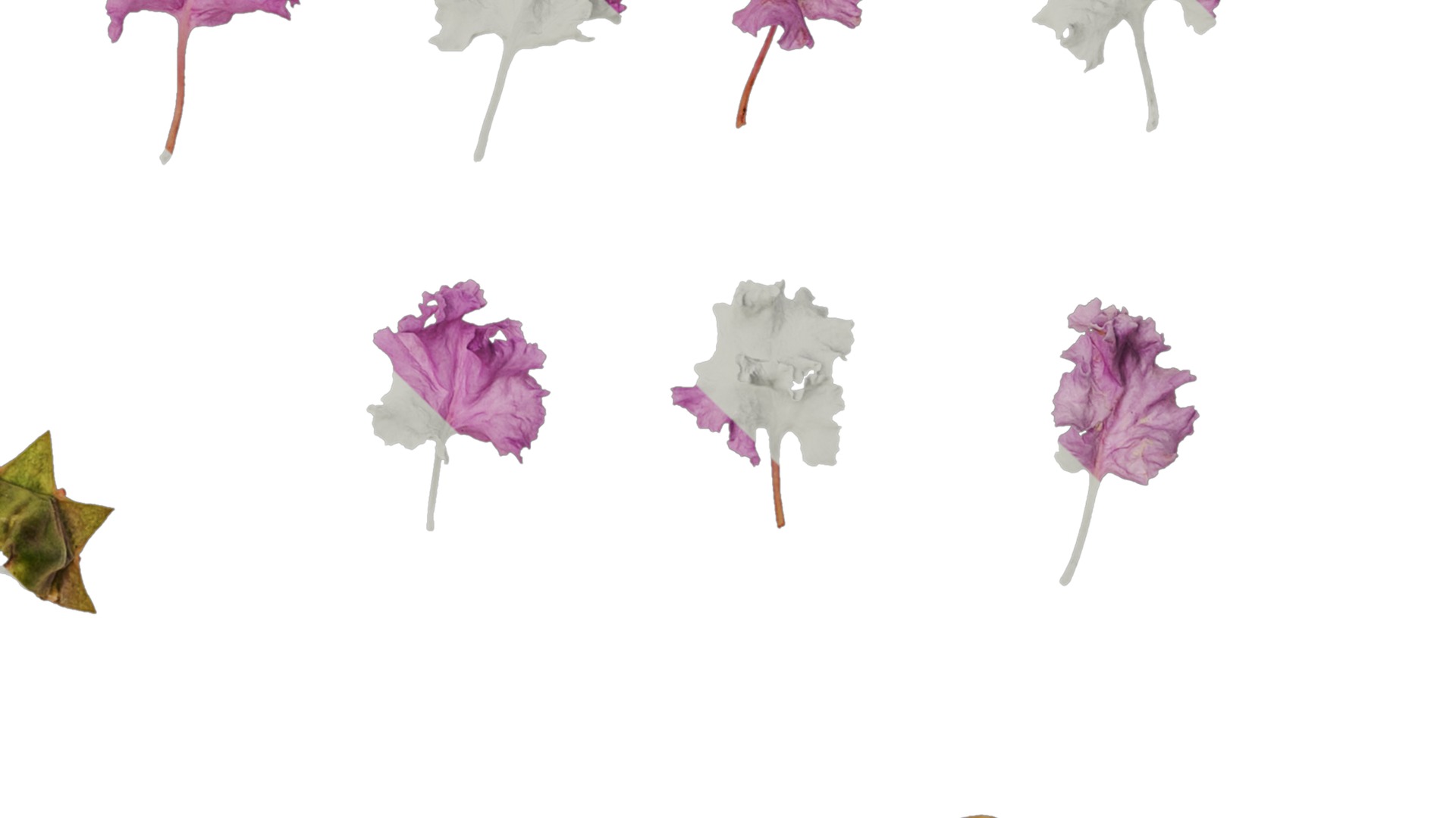 Lagerstroemia indica Low-poly 3D model_76