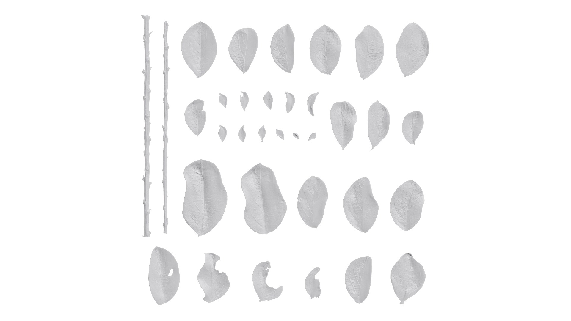 Lagerstroemia indica Low-poly 3D model_82