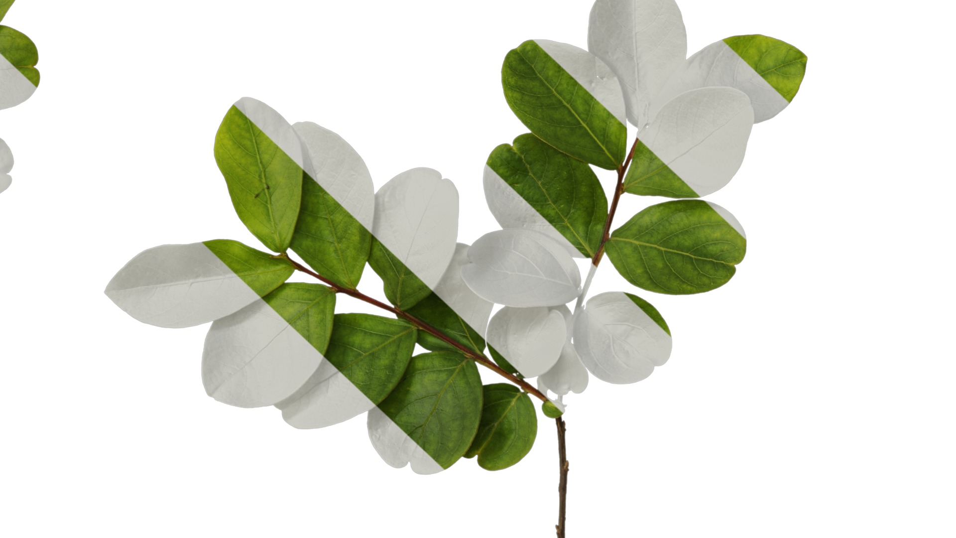 Lagerstroemia indica Low-poly 3D model_46