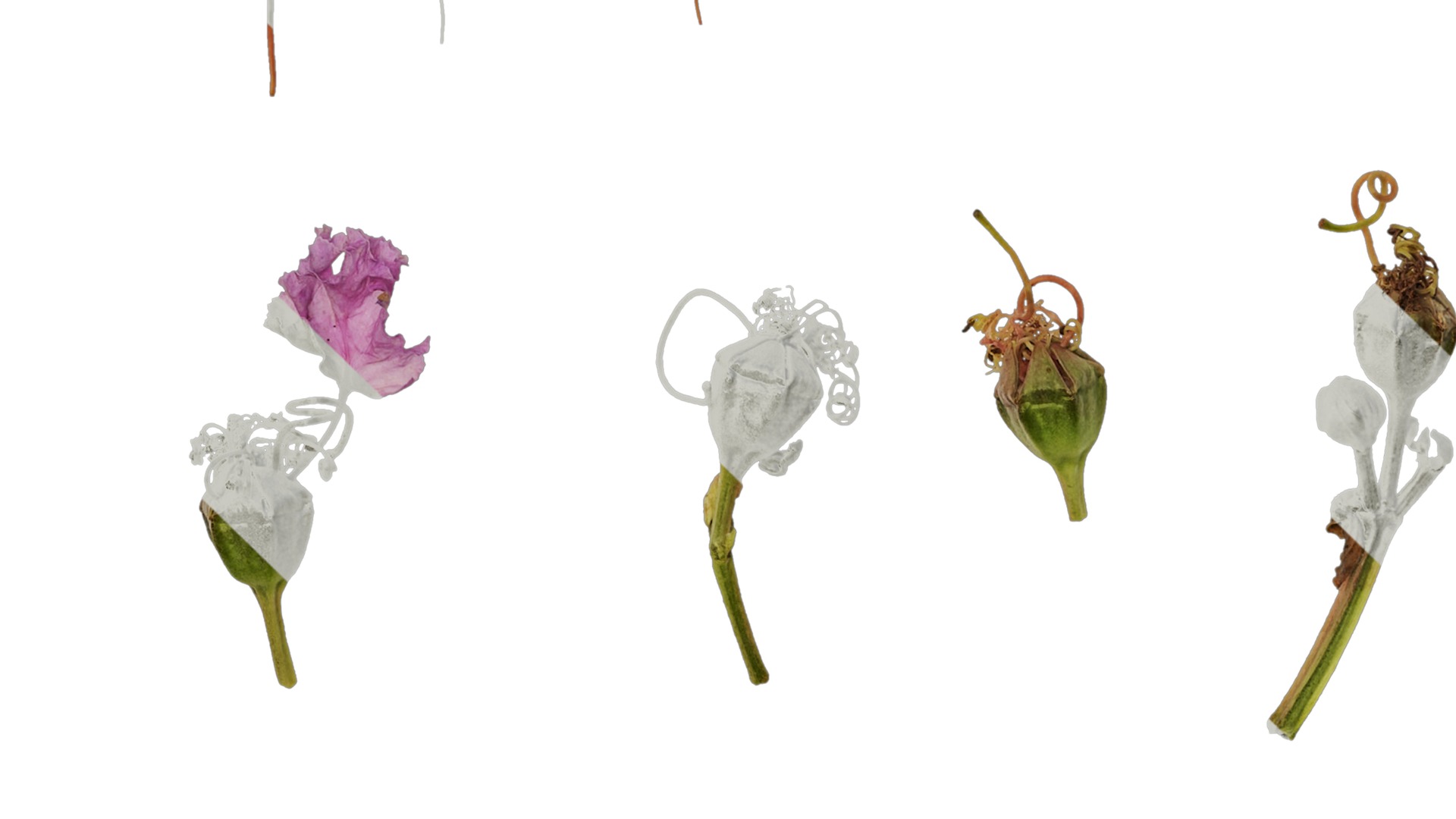 Lagerstroemia indica Low-poly 3D model_77