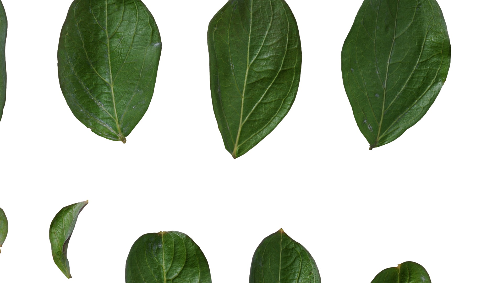 Lagerstroemia indica Low-poly 3D model_80