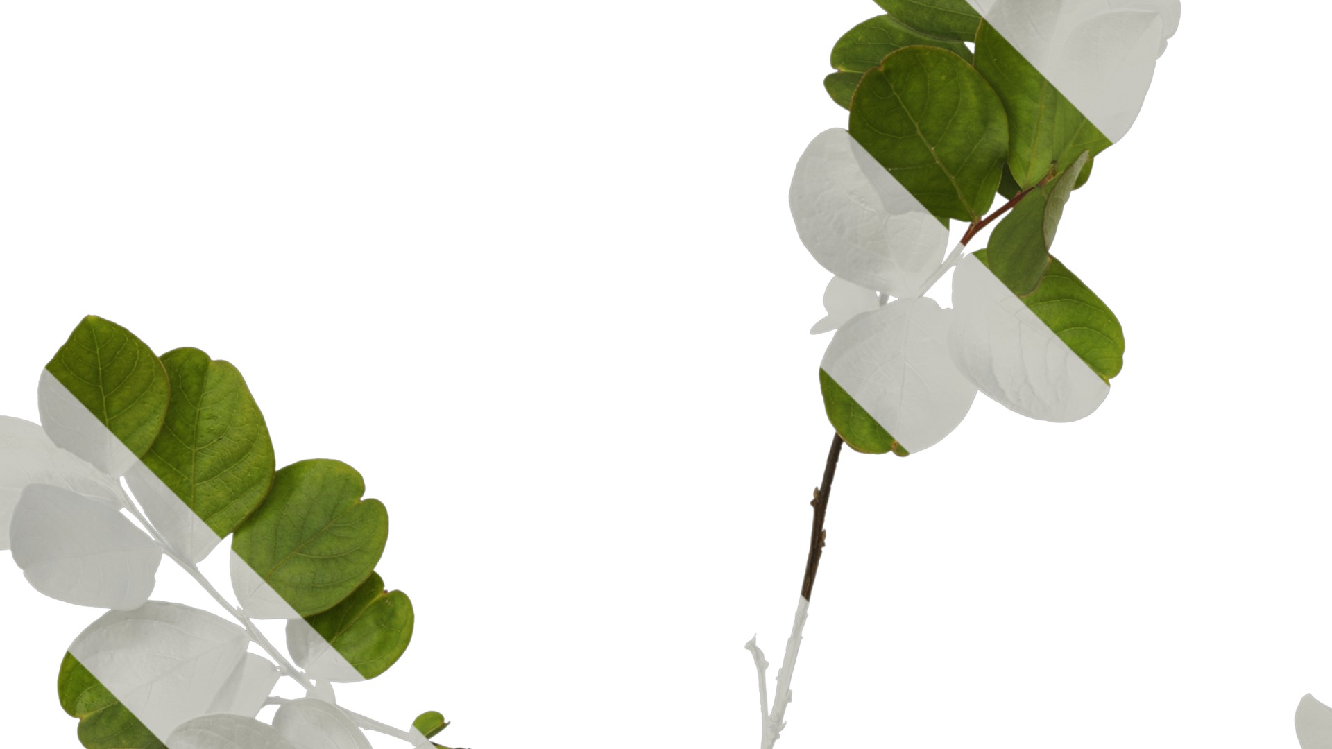 Lagerstroemia indica Low-poly 3D model_33