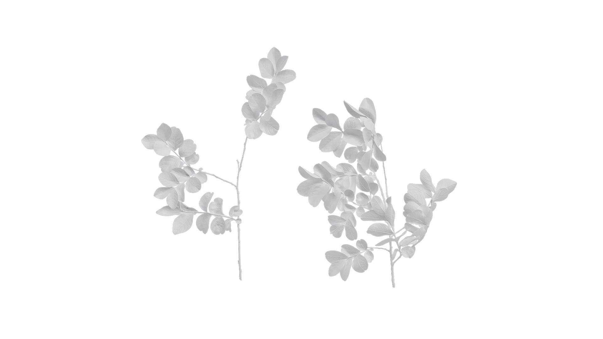 Lagerstroemia indica Low-poly 3D model_29