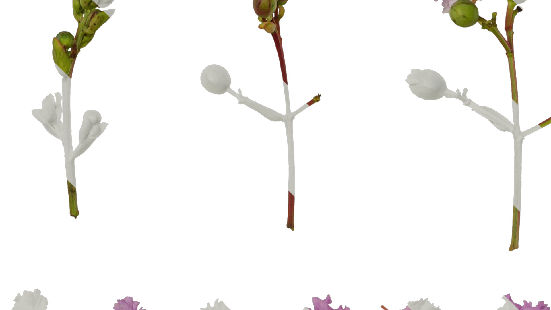 Lagerstroemia indica Low-poly 3D model_16