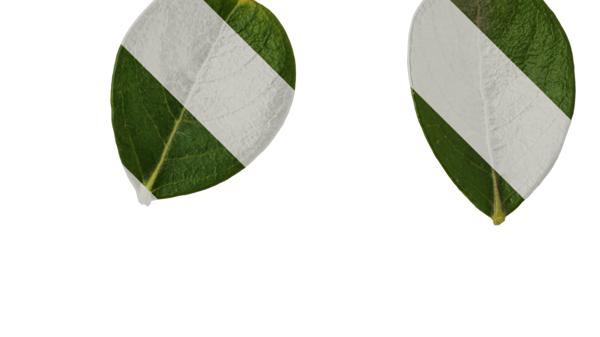 Lagerstroemia indica Low-poly 3D model_94