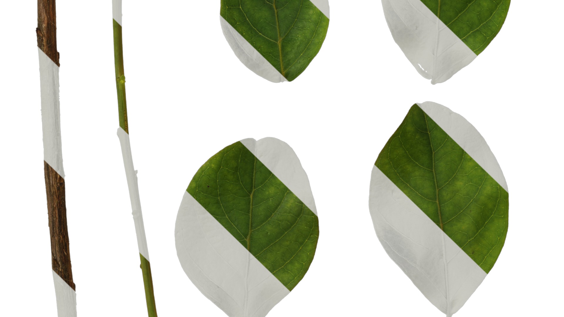 Lagerstroemia indica Low-poly 3D model_106