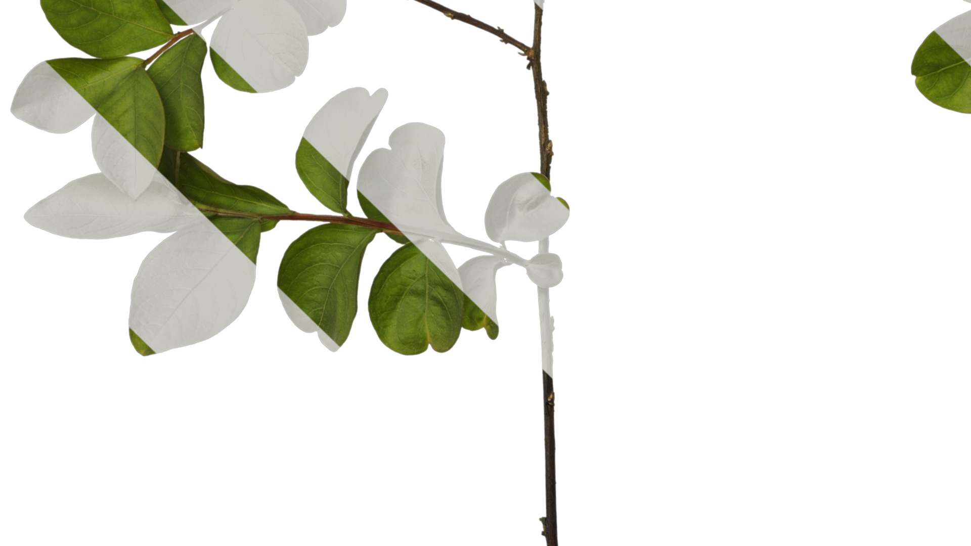Lagerstroemia indica Low-poly 3D model_35