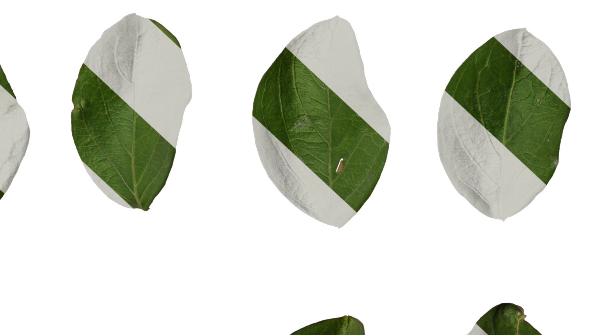 Lagerstroemia indica Low-poly 3D model_89