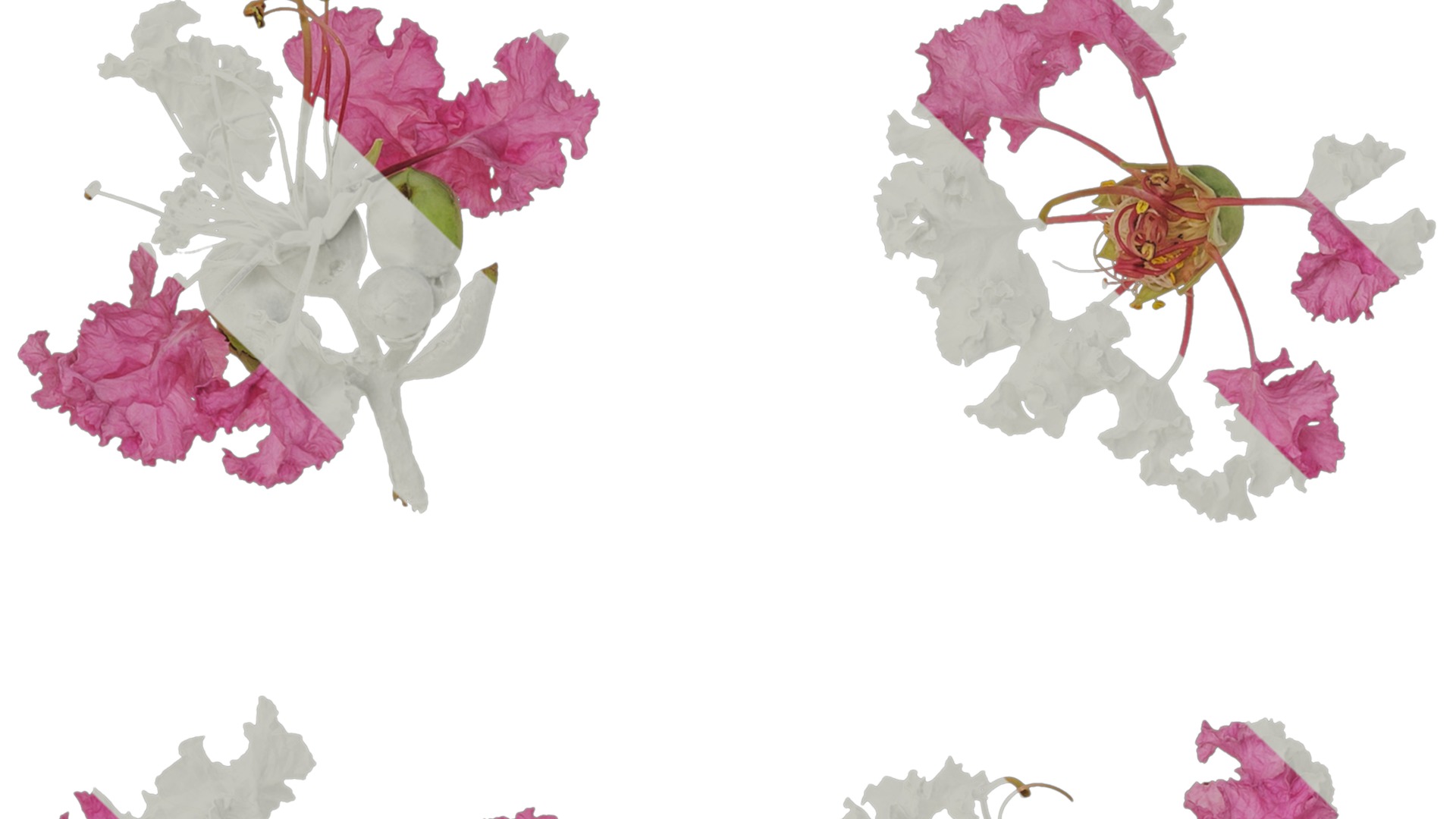 Lagerstroemia indica Low-poly 3D model_64