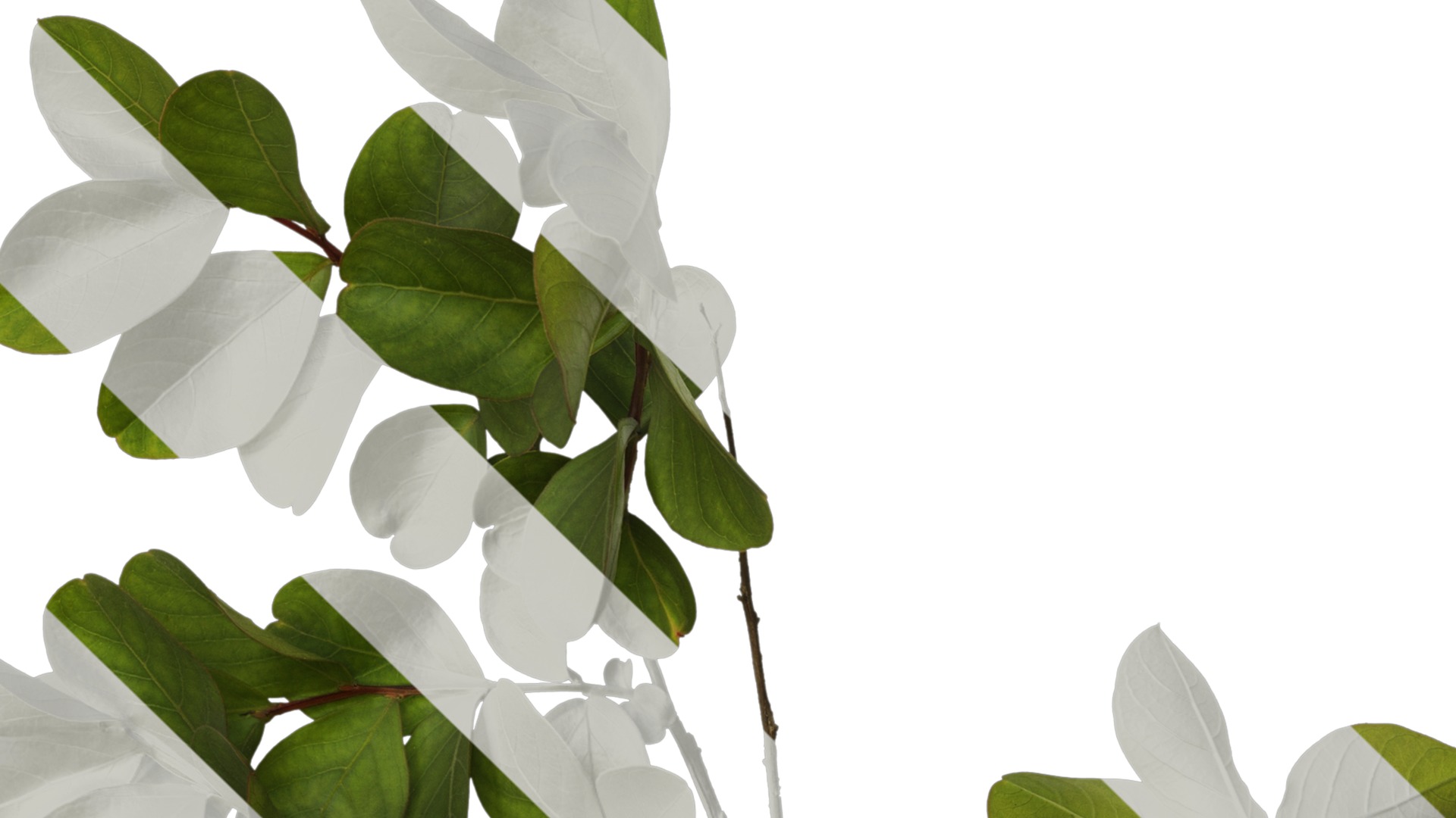 Lagerstroemia indica Low-poly 3D model_34