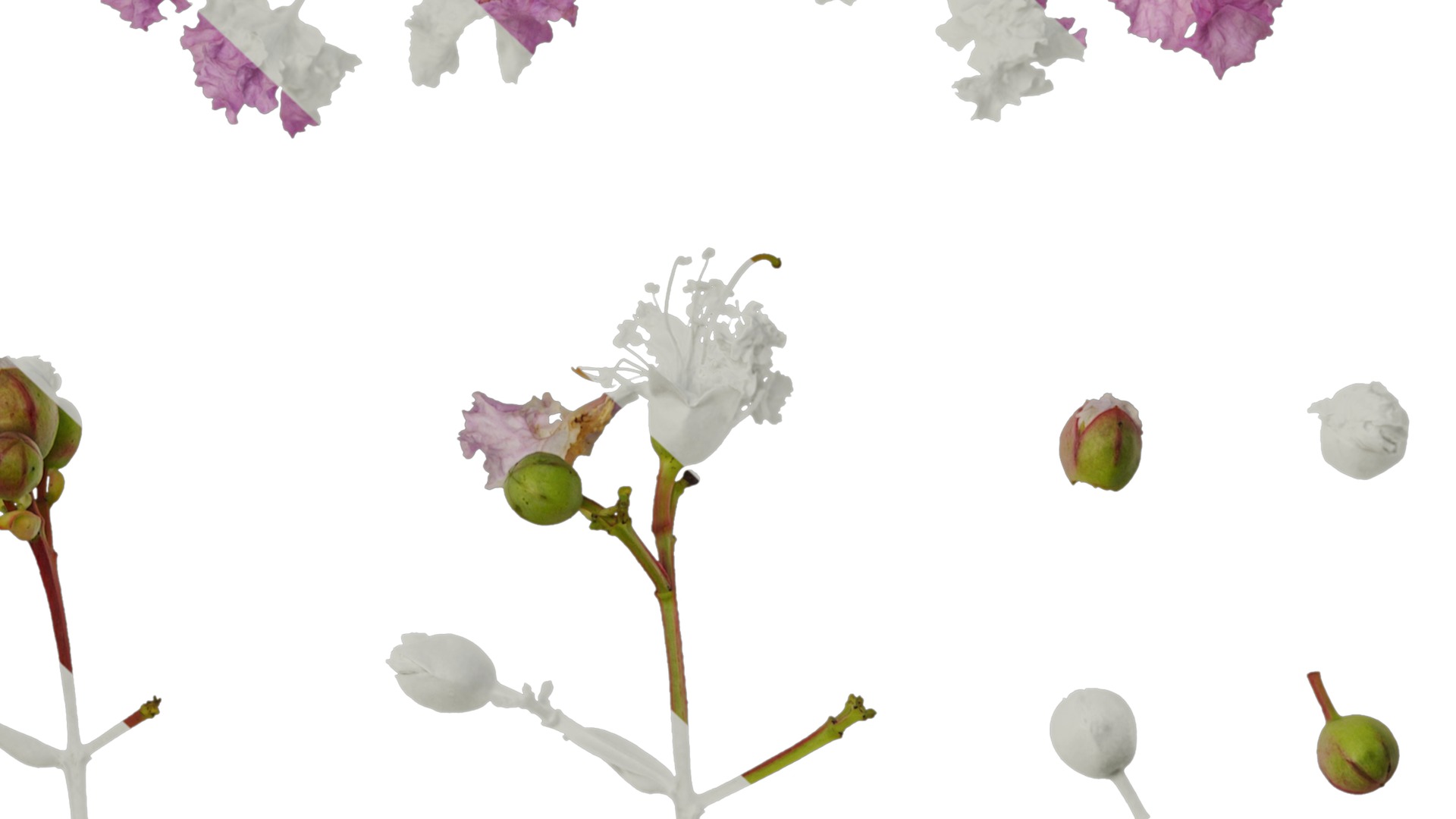 Lagerstroemia indica Low-poly 3D model_18