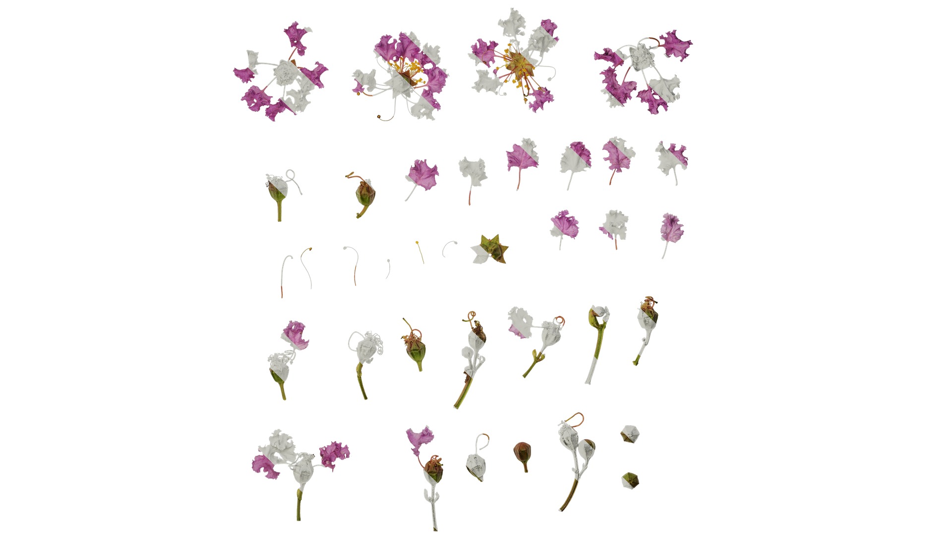 Lagerstroemia indica Low-poly 3D model_72