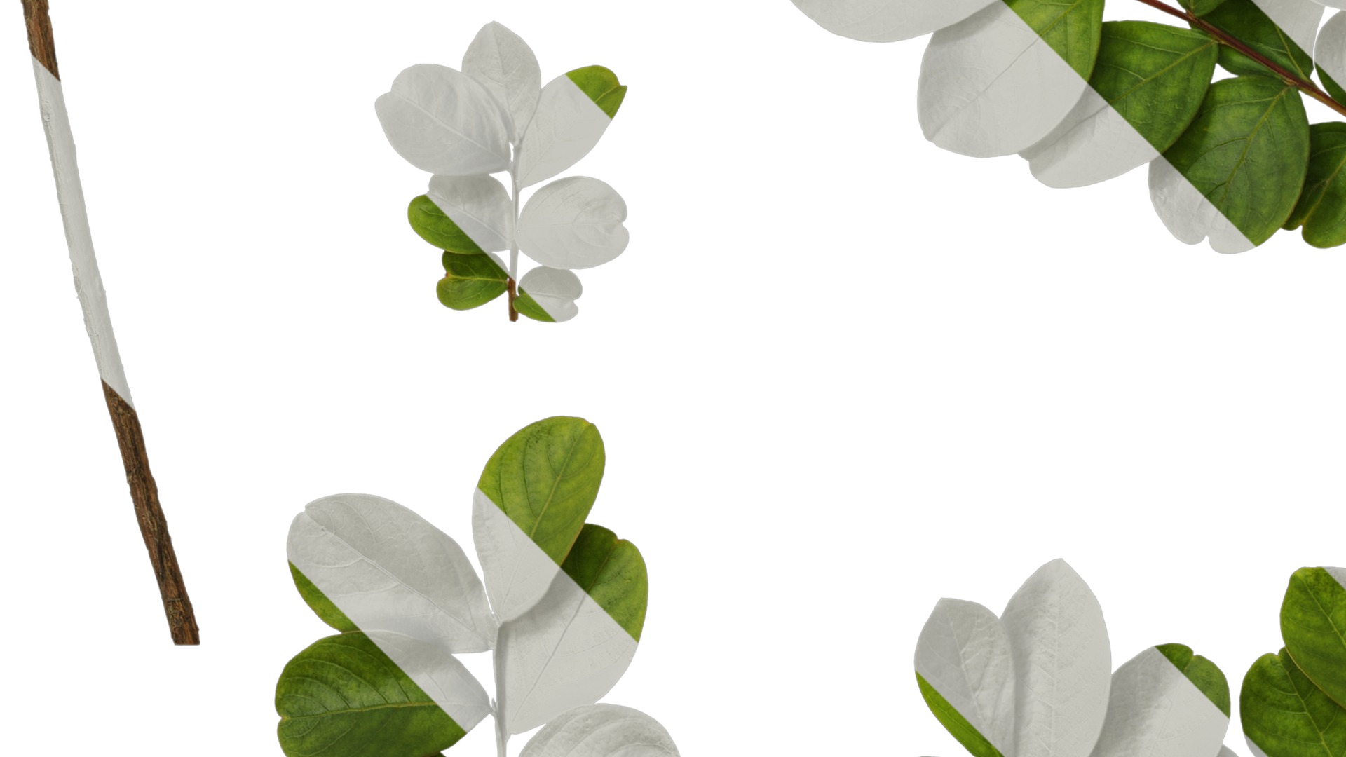 Lagerstroemia indica Low-poly 3D model_44