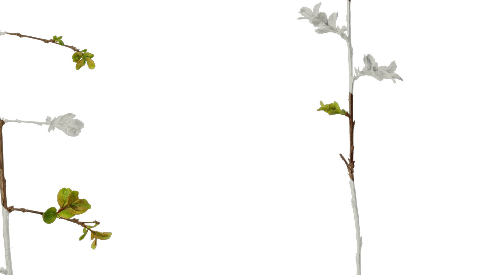 Lagerstroemia indica Low-poly 3D model_27