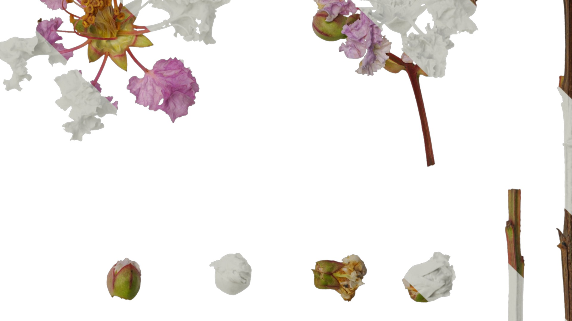 Lagerstroemia indica Low-poly 3D model_15