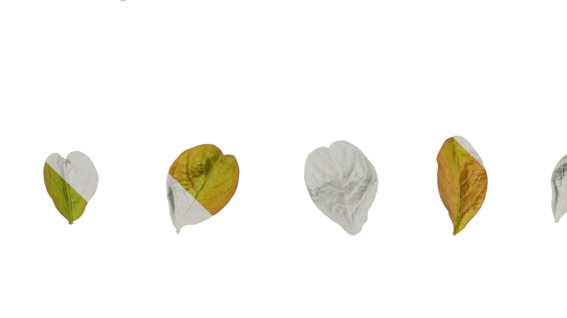 Lagerstroemia indica Low-poly 3D model_7