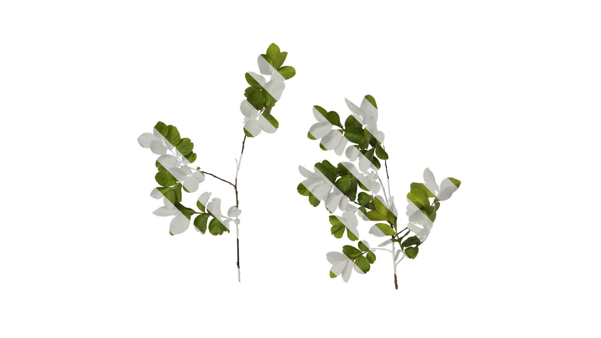 Lagerstroemia indica Low-poly 3D model_30