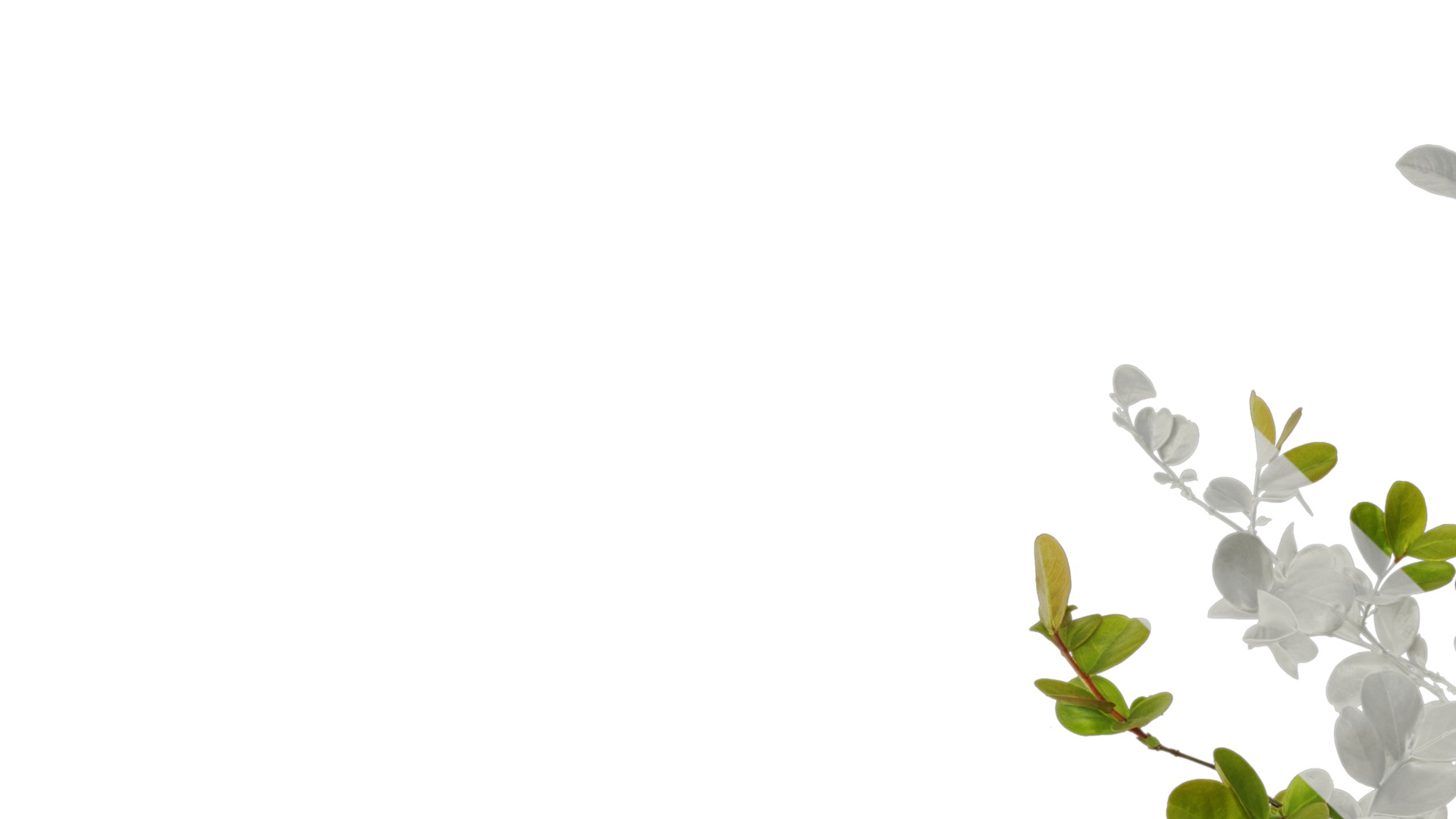 Lagerstroemia indica Low-poly 3D model_49