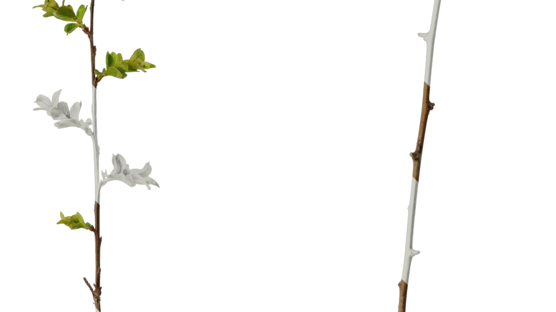 Lagerstroemia indica Low-poly 3D model_24