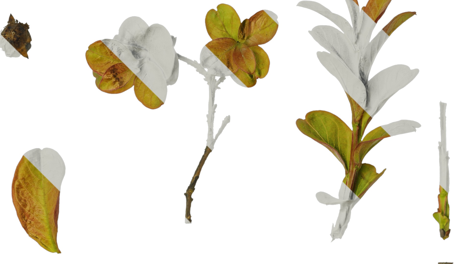 Lagerstroemia indica Low-poly 3D model_4