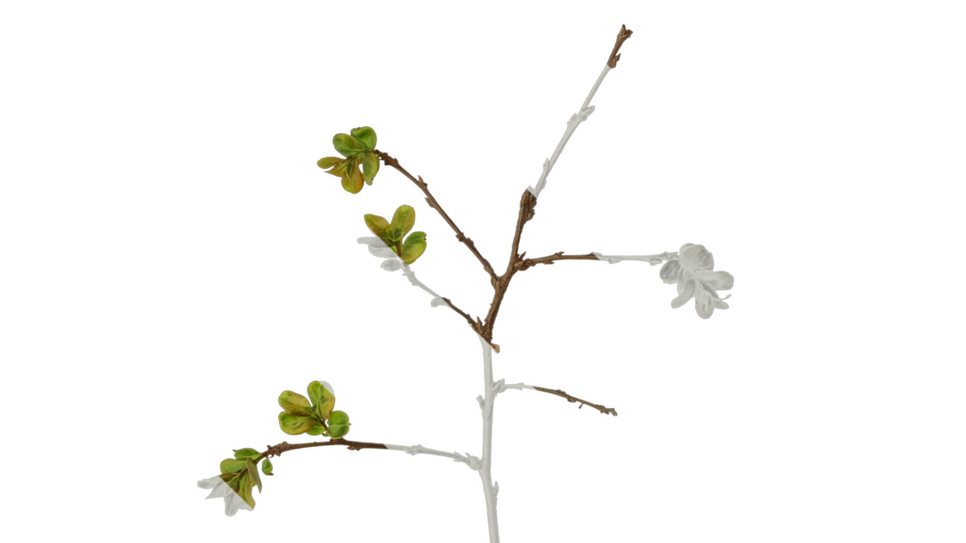 Lagerstroemia indica Low-poly 3D model_21