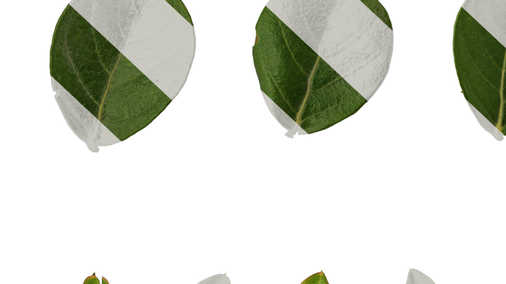 Lagerstroemia indica Low-poly 3D model_99