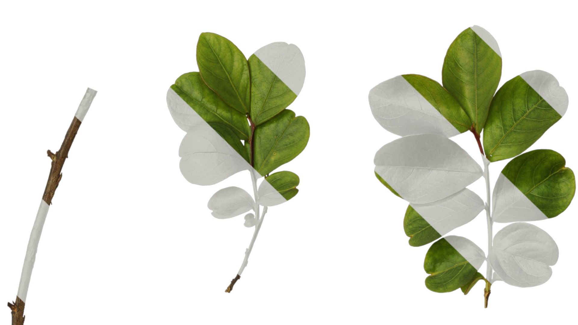 Lagerstroemia indica Low-poly 3D model_40