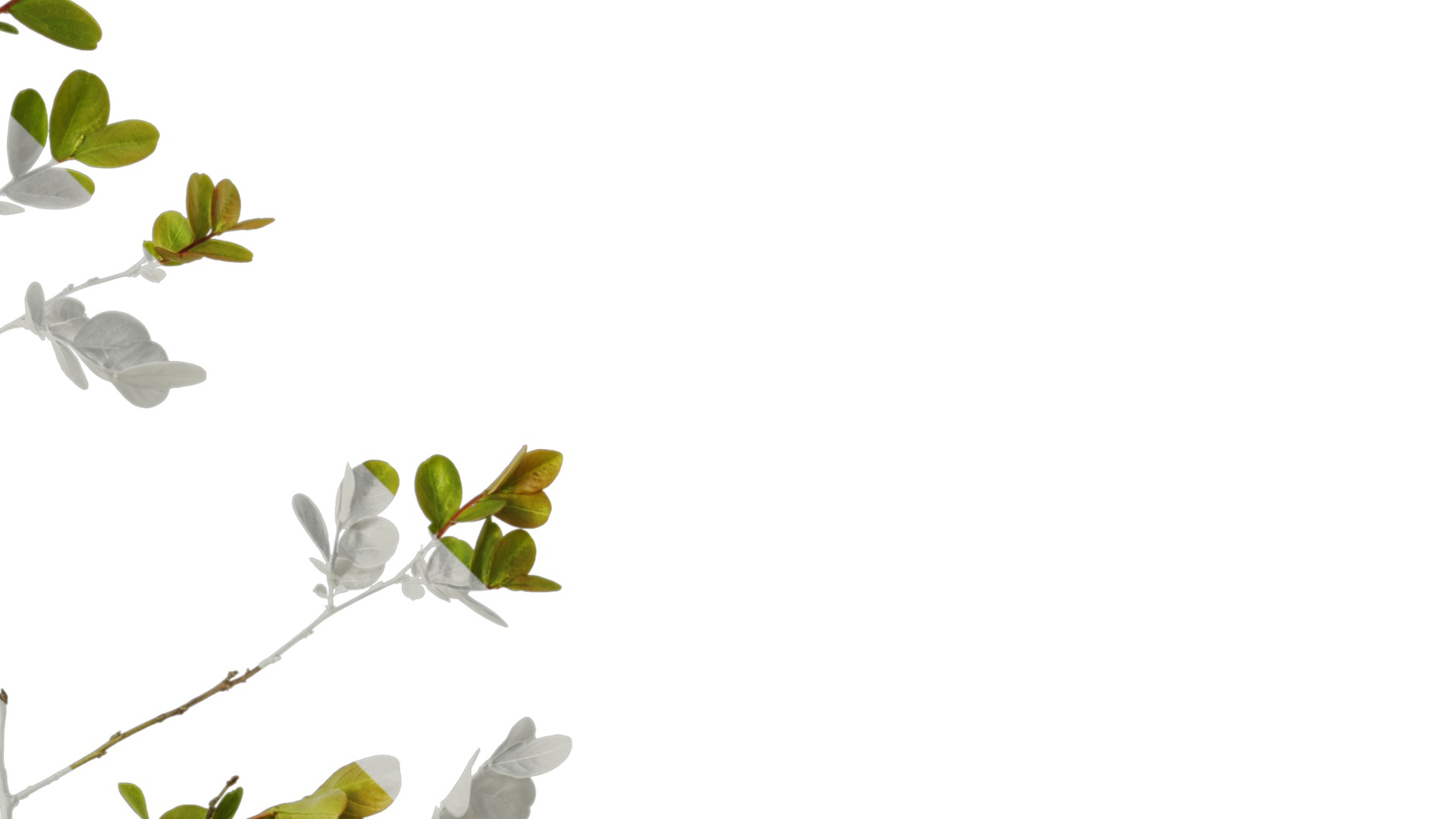 Lagerstroemia indica Low-poly 3D model_50