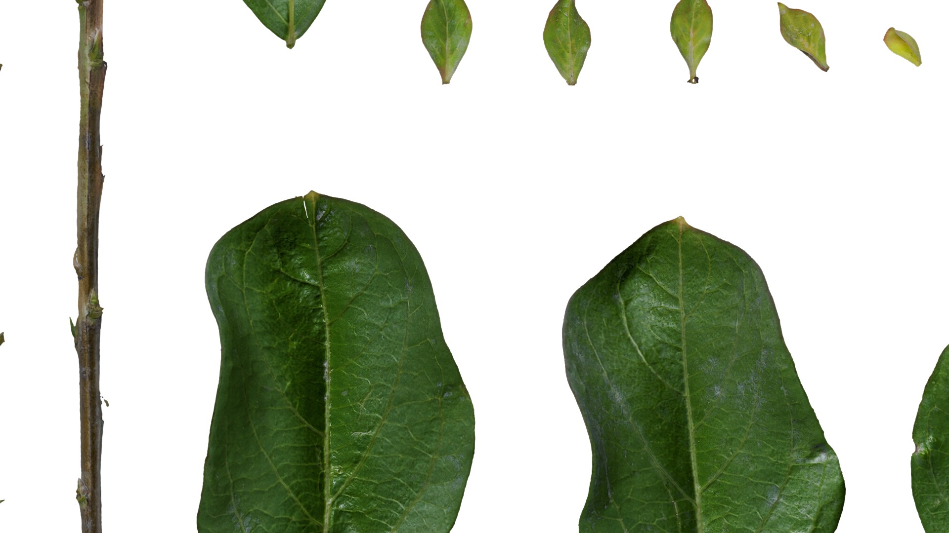 Lagerstroemia indica Low-poly 3D model_81