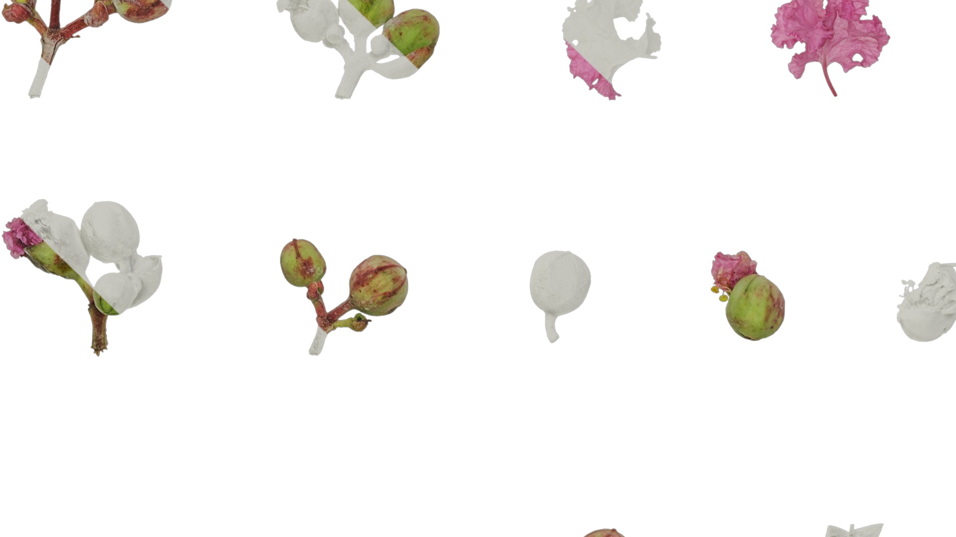 Lagerstroemia indica Low-poly 3D model_68