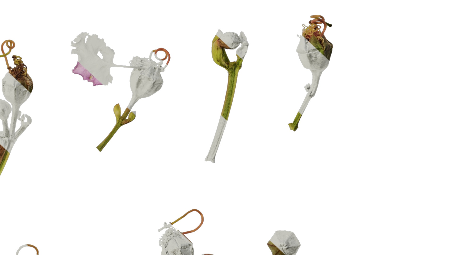 Lagerstroemia indica Low-poly 3D model_78