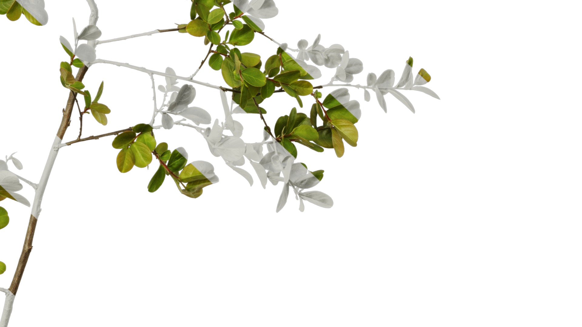 Lagerstroemia indica Low-poly 3D model_54