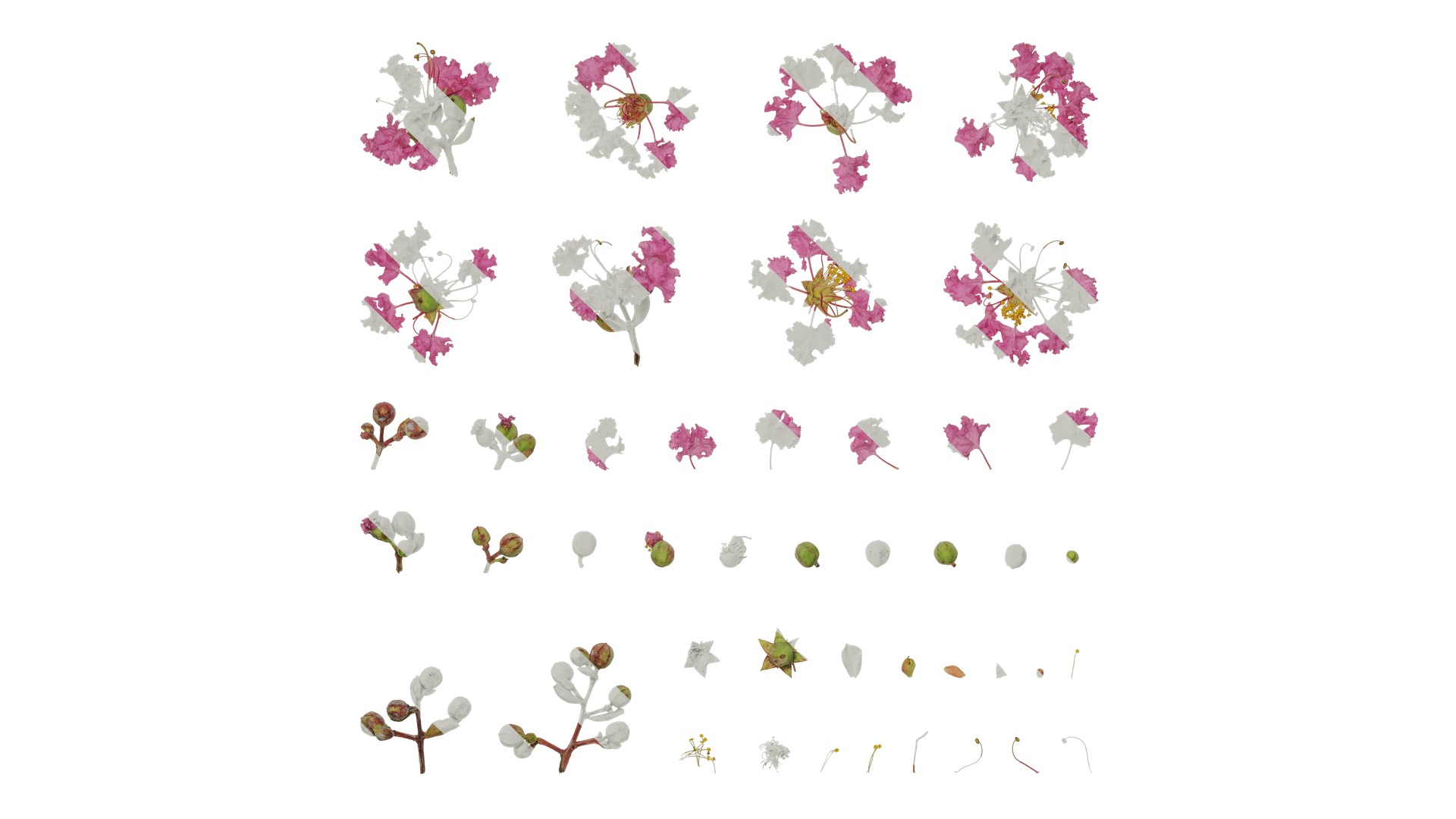 Lagerstroemia indica Low-poly 3D model_63